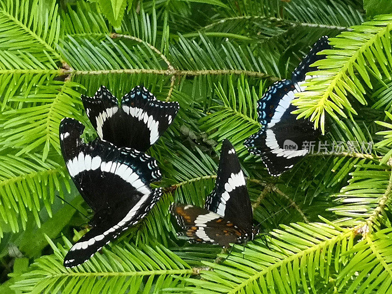 白上将蝶(Limenitis arthemis)